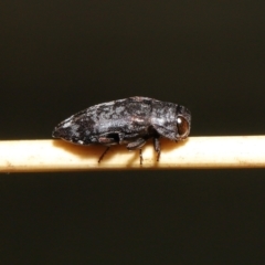 Diphucrania sp. (genus) (Jewel Beetle) at ANBG - 19 Feb 2021 by TimL