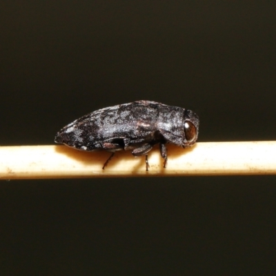 Diphucrania sp. (genus) (Jewel Beetle) at Acton, ACT - 19 Feb 2021 by TimL