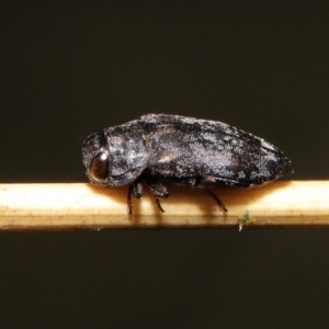 Diphucrania sp. (genus) at Acton, ACT - 19 Feb 2021 12:04 PM