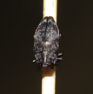 Diphucrania sp. (genus) at Acton, ACT - 19 Feb 2021 12:04 PM