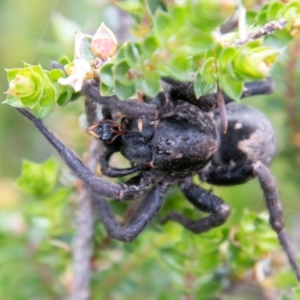 Miturgidae (family) at Cotter River, ACT - 26 Jan 2021 11:29 AM