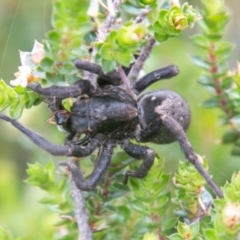 Miturgidae (family) at Cotter River, ACT - 26 Jan 2021 11:29 AM