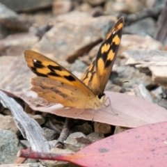 Heteronympha solandri (Solander's Brown) at Cotter River, ACT - 26 Jan 2021 by SWishart