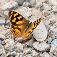 Heteronympha solandri at Cotter River, ACT - 26 Jan 2021