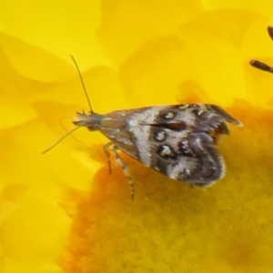 Tebenna micalis at Cotter River, ACT - 20 Feb 2021 02:43 PM