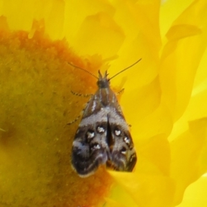 Tebenna micalis at Cotter River, ACT - 20 Feb 2021 02:43 PM