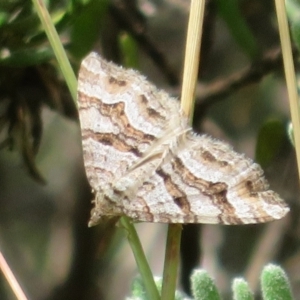 Epyaxa subidaria at Cotter River, ACT - 20 Feb 2021