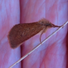 Fraus fusca at Namadgi National Park - 20 Feb 2021