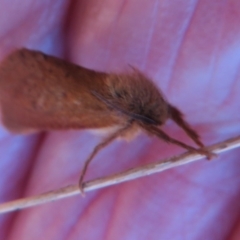 Fraus fusca at Namadgi National Park - 20 Feb 2021