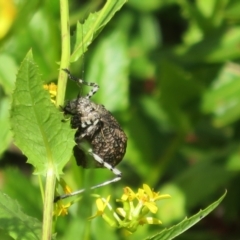 Acripeza reticulata at Cotter River, ACT - 20 Feb 2021