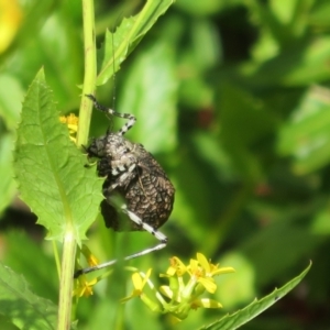 Acripeza reticulata at Cotter River, ACT - 20 Feb 2021