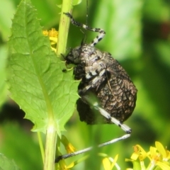 Acripeza reticulata at Cotter River, ACT - 20 Feb 2021