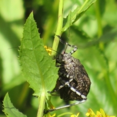 Acripeza reticulata at Cotter River, ACT - 20 Feb 2021