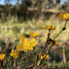 Hypericum gramineum (Small St Johns Wort) at Googong, NSW - 21 Feb 2021 by Wandiyali