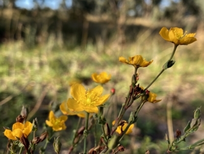 Hypericum gramineum (Small St Johns Wort) at Googong, NSW - 21 Feb 2021 by Wandiyali