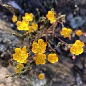 Hypericum gramineum at Googong, NSW - 21 Feb 2021 08:08 AM