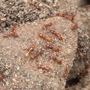 Formicidae (family) at Aranda, ACT - 19 Feb 2021