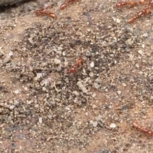 Formicidae (family) at Aranda, ACT - 19 Feb 2021 01:29 PM