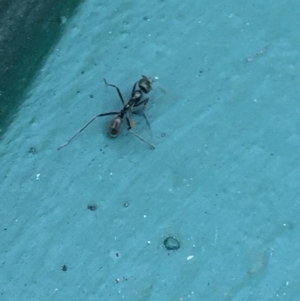 Iridomyrmex mayri at Aranda, ACT - 18 Feb 2021 06:49 PM