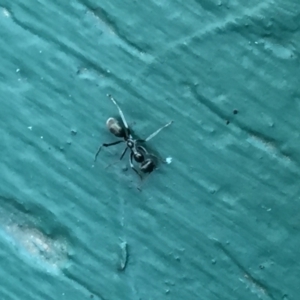 Iridomyrmex mayri at Aranda, ACT - 18 Feb 2021