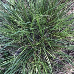 Unidentified Grass at Hughes Garran Woodland - 21 Feb 2021 by ruthkerruish