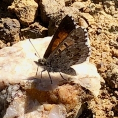 Lucia limbaria (Chequered Copper) at Aranda Bushland - 20 Feb 2021 by KMcCue