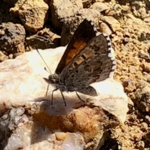 Lucia limbaria at Holt, ACT - 21 Feb 2021 10:24 AM