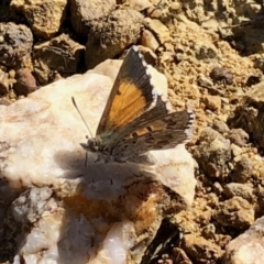 Lucia limbaria at Holt, ACT - 21 Feb 2021 10:24 AM