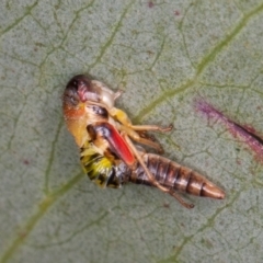 Eurymelinae (subfamily) (Unidentified eurymeline leafhopper) at Cotter River, ACT - 20 Feb 2021 by rawshorty