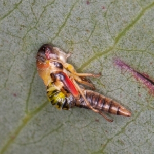 Eurymelinae (subfamily) at Cotter River, ACT - 20 Feb 2021 01:21 PM