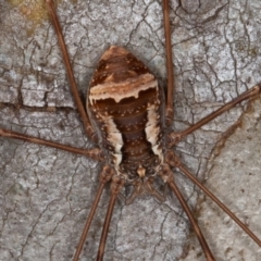 Opiliones (order) (Unidentified harvestman) at Namadgi National Park - 20 Feb 2021 by rawshorty