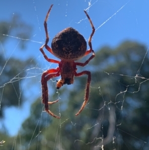 Araneinae (subfamily) at O'Connor, ACT - 21 Feb 2021