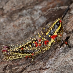 Monistria concinna at Cotter River, ACT - 20 Feb 2021 01:56 PM