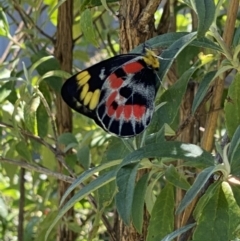 Delias harpalyce (Imperial Jezebel) at Macgregor, ACT - 21 Feb 2021 by Dibs44