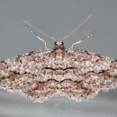 Didymoctenia exsuperata (Thick-lined Bark Moth) at Ainslie, ACT - 18 Feb 2021 by jbromilow50