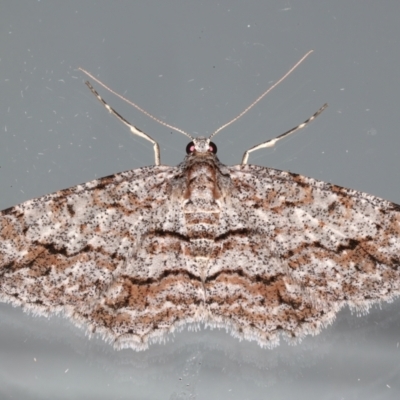 Didymoctenia exsuperata (Thick-lined Bark Moth) at Ainslie, ACT - 18 Feb 2021 by jbromilow50