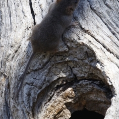 Antechinus agilis at Michelago, NSW - 21 Feb 2021