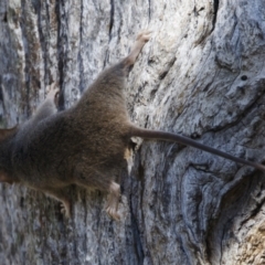 Antechinus agilis at Michelago, NSW - 21 Feb 2021