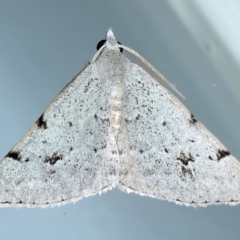 Dichromodes estigmaria (Pale Grey Heath Moth) at Ainslie, ACT - 19 Feb 2021 by jb2602