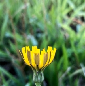 Hypochaeris radicata at Bruce, ACT - 21 Feb 2021