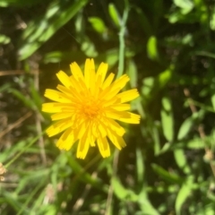 Hypochaeris radicata at Bruce, ACT - 21 Feb 2021