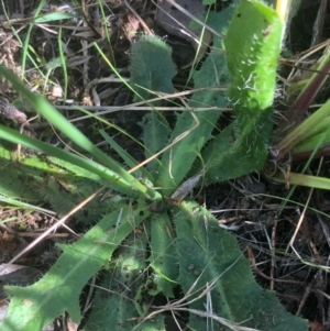 Hypochaeris radicata at Bruce, ACT - 21 Feb 2021 09:51 AM