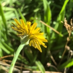 Hypochaeris radicata at Bruce, ACT - 21 Feb 2021 09:51 AM