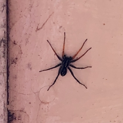 Nyssus coloripes (Spotted Ground Swift Spider) at Aranda, ACT - 21 Feb 2021 by KMcCue