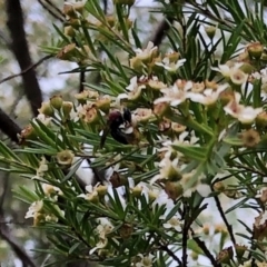 Lasioglossum (Callalictus) callomelittinum (Halictid bee) at Aranda, ACT - 21 Feb 2021 by KMcCue