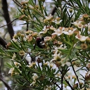 Lasioglossum (Callalictus) callomelittinum at Aranda, ACT - 21 Feb 2021