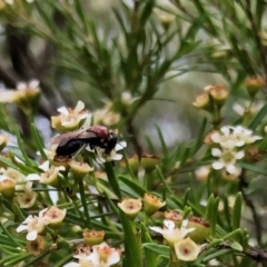 Lasioglossum (Callalictus) callomelittinum at Aranda, ACT - 21 Feb 2021