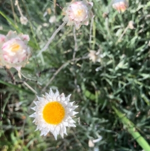 Leucochrysum albicans subsp. tricolor at Bruce, ACT - 21 Feb 2021