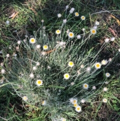 Leucochrysum albicans subsp. tricolor at Bruce, ACT - 21 Feb 2021