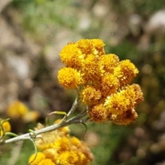 Chrysocephalum semipapposum (Clustered Everlasting) at Coree, ACT - 20 Feb 2021 by tpreston